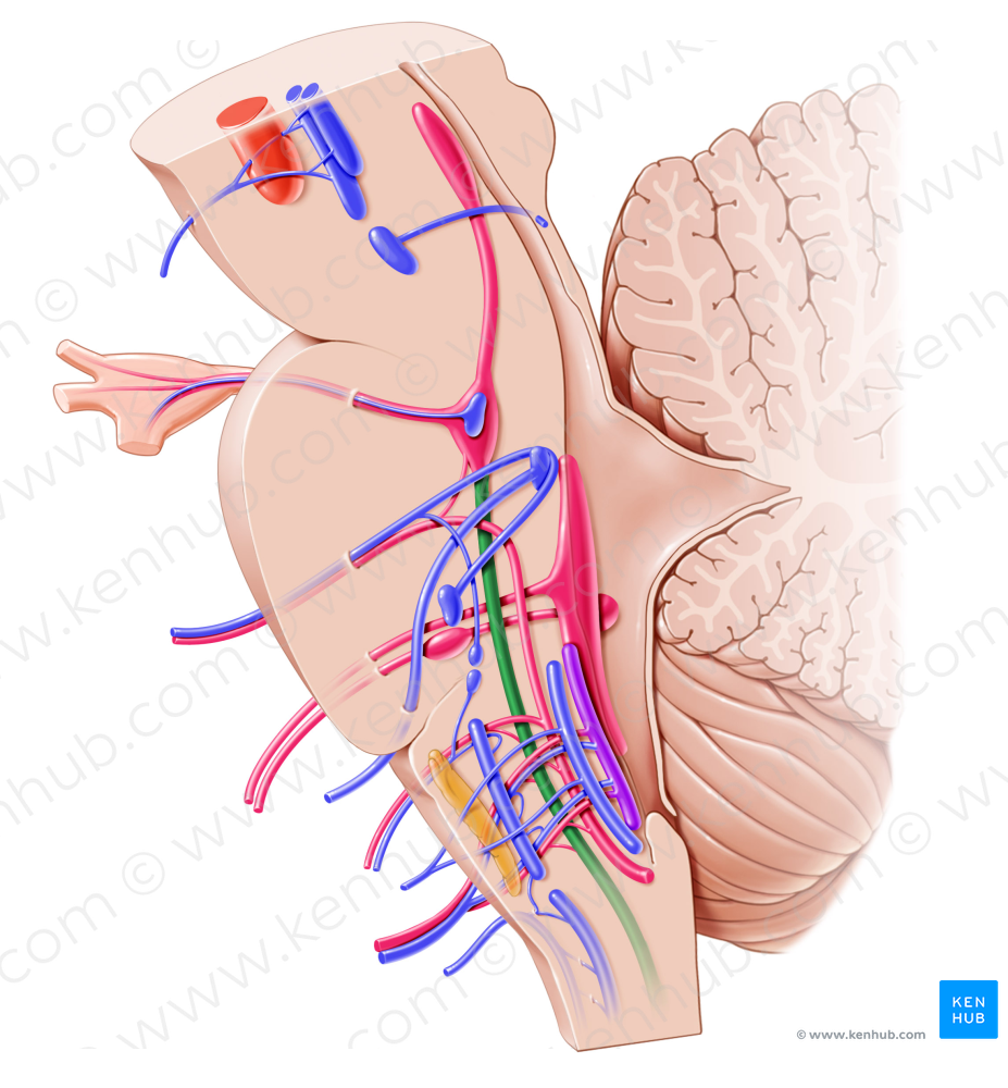 Spinal nucleus and tract of trigeminal nerve (#7203)