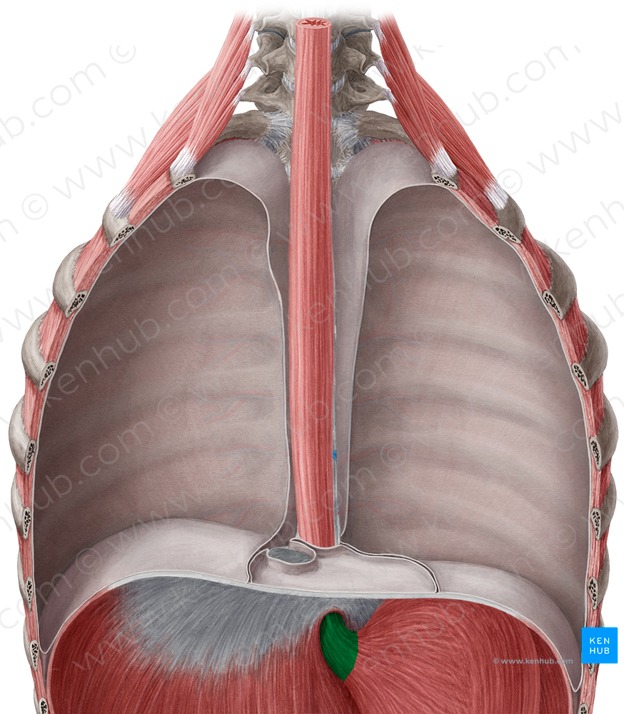 Abdominal part of esophagus (#7655)
