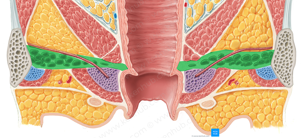 Deep transverse perineal muscle (female) (#6120)