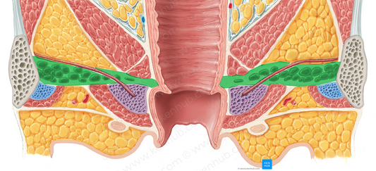 Deep transverse perineal muscle (female) (#6120)