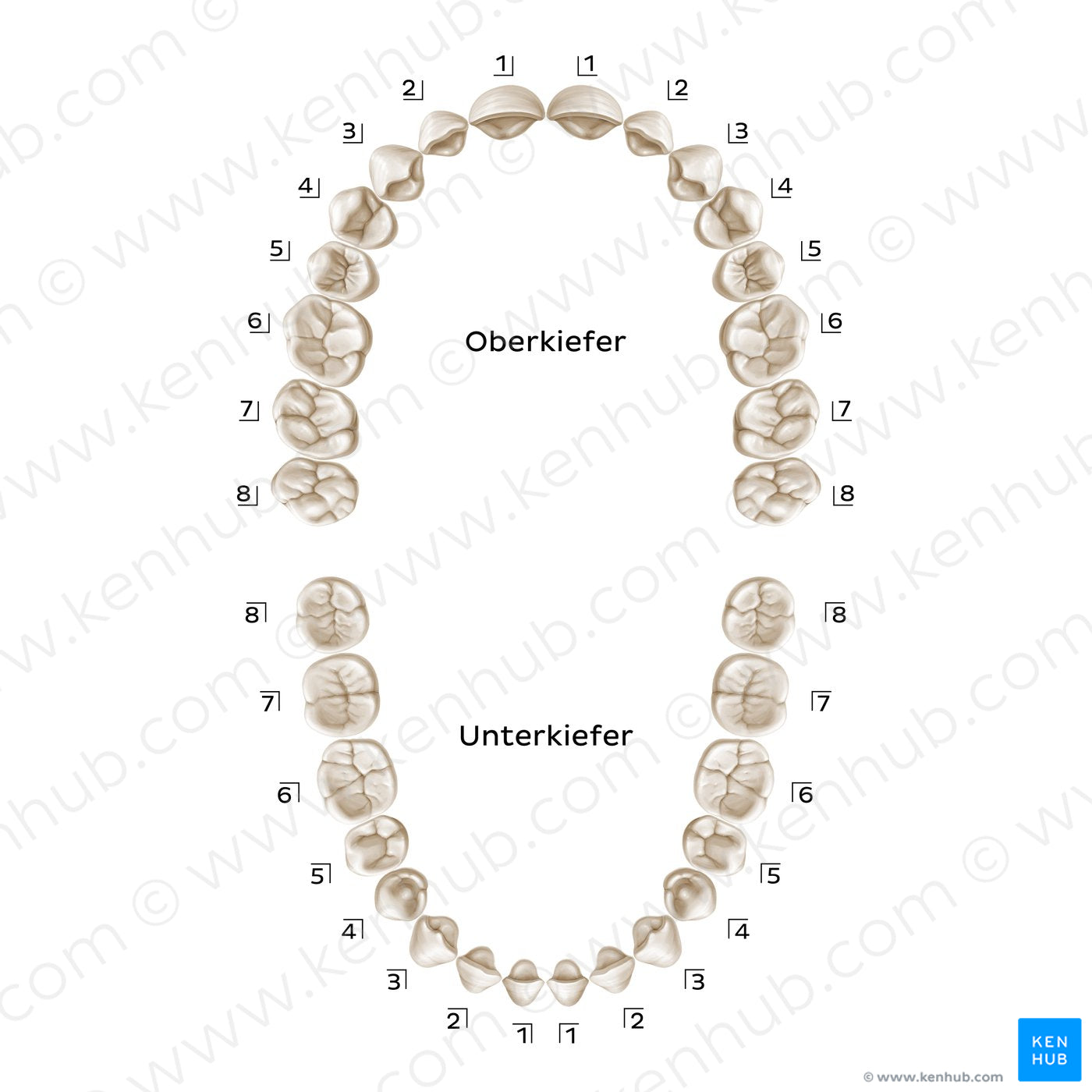 Palmer Notation (permanent teeth) (German)