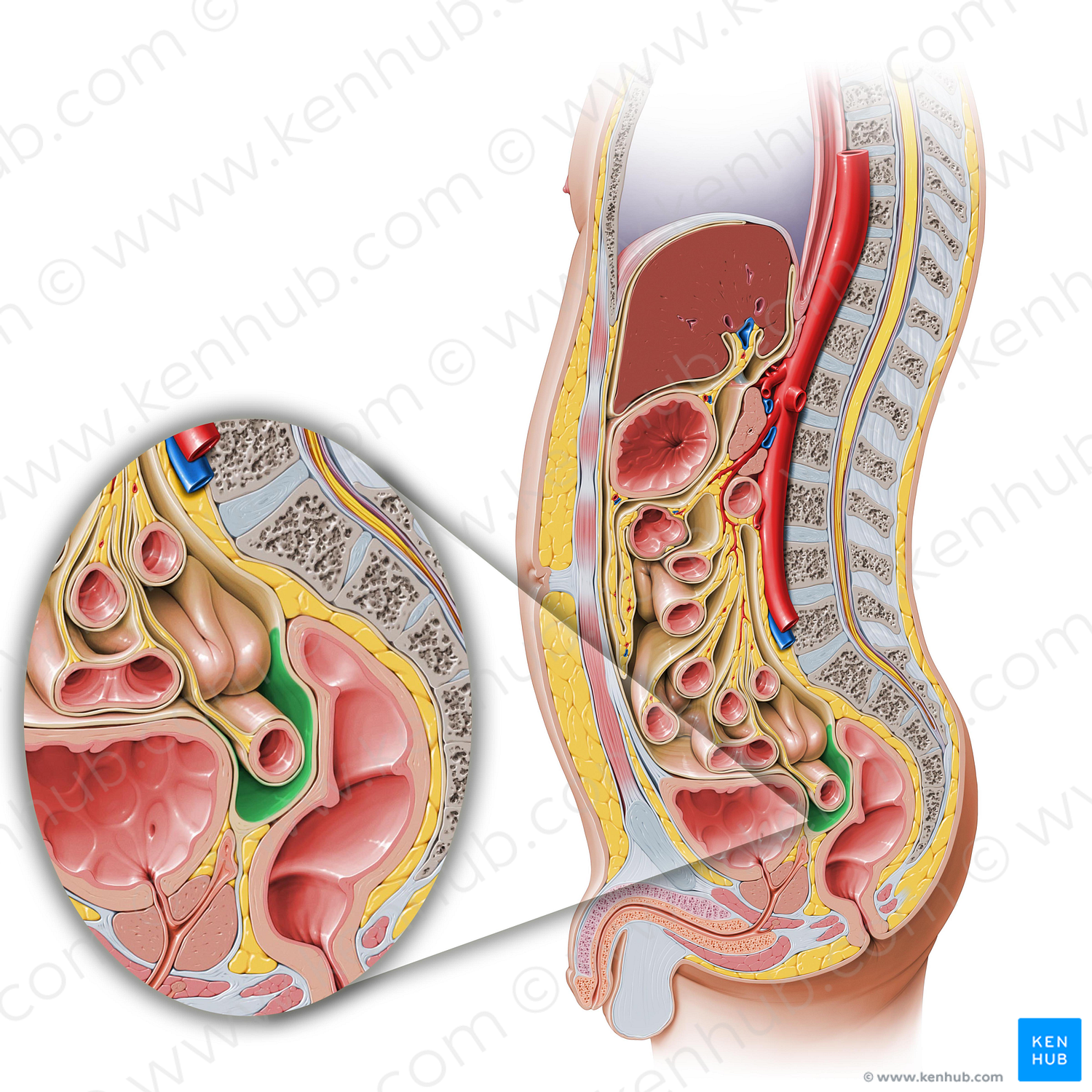 Rectovesical pouch (#11202)