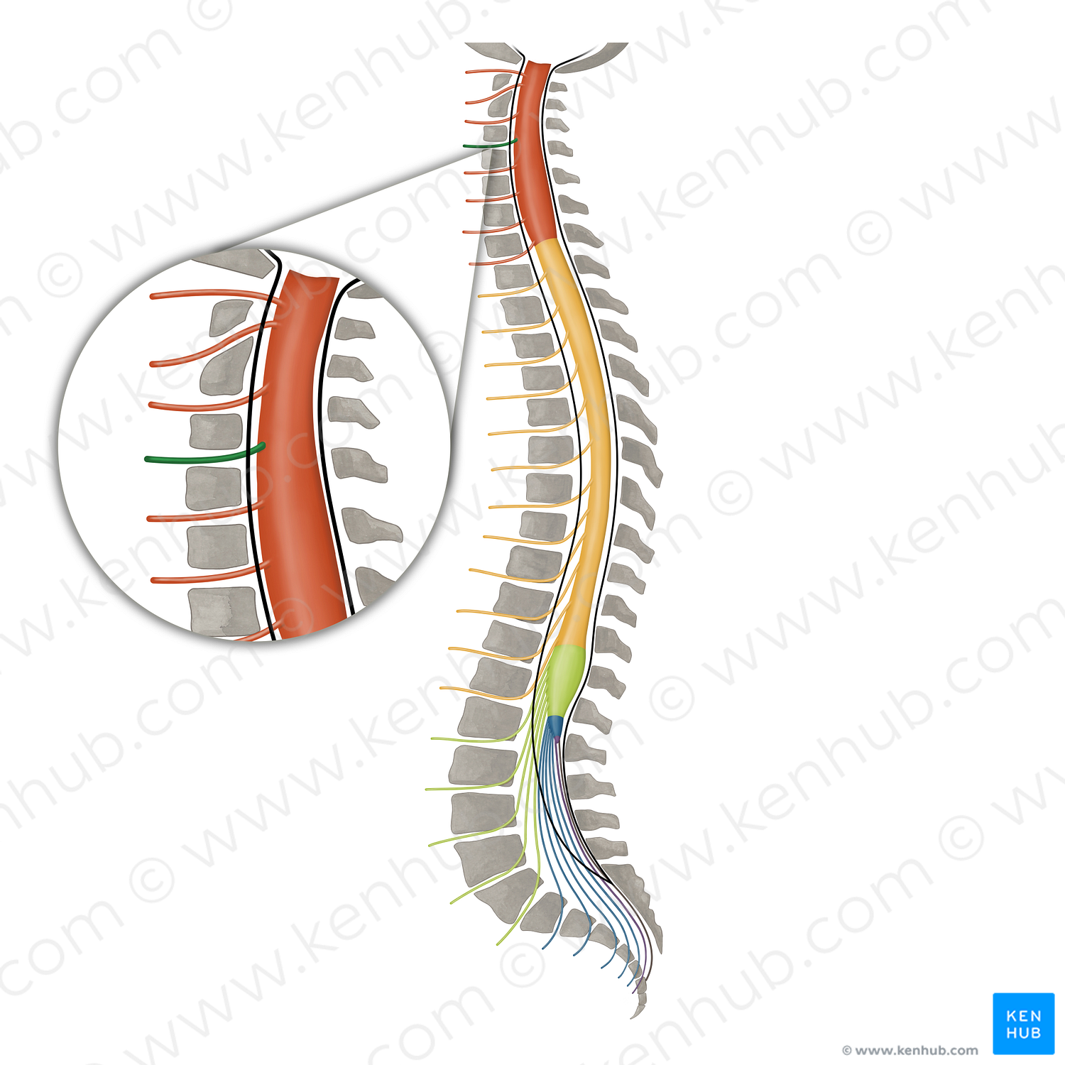 Spinal nerve C4 (#16092)