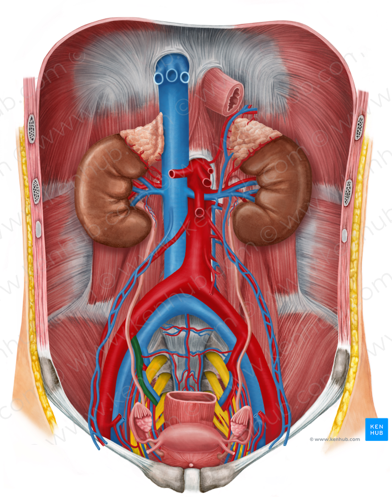 Right internal iliac artery (#1427)