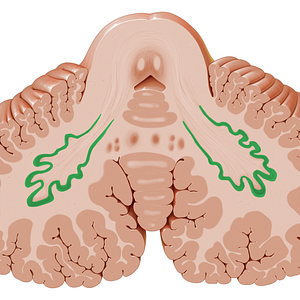 Dentate nucleus (#7186)