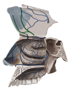 Anterior septal branches of anterior ethmoidal vein (#8558)