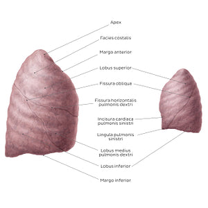Lateral views of the lungs (Latin)
