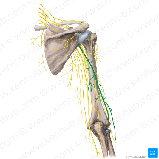 Radial nerve (#21757)