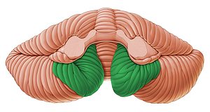 Tonsil of cerebellum (#9460)