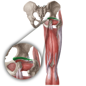 Superior gemellus muscle (#5399)