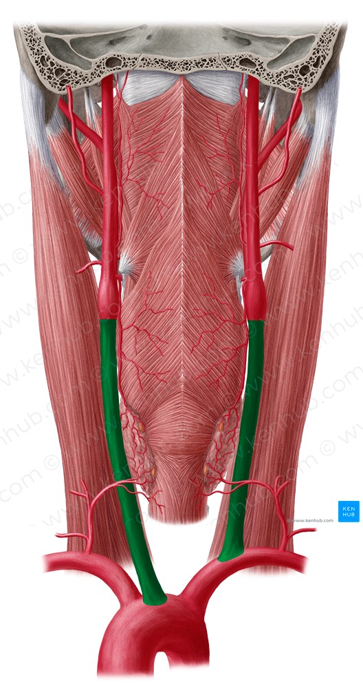 Common carotid artery (#925)