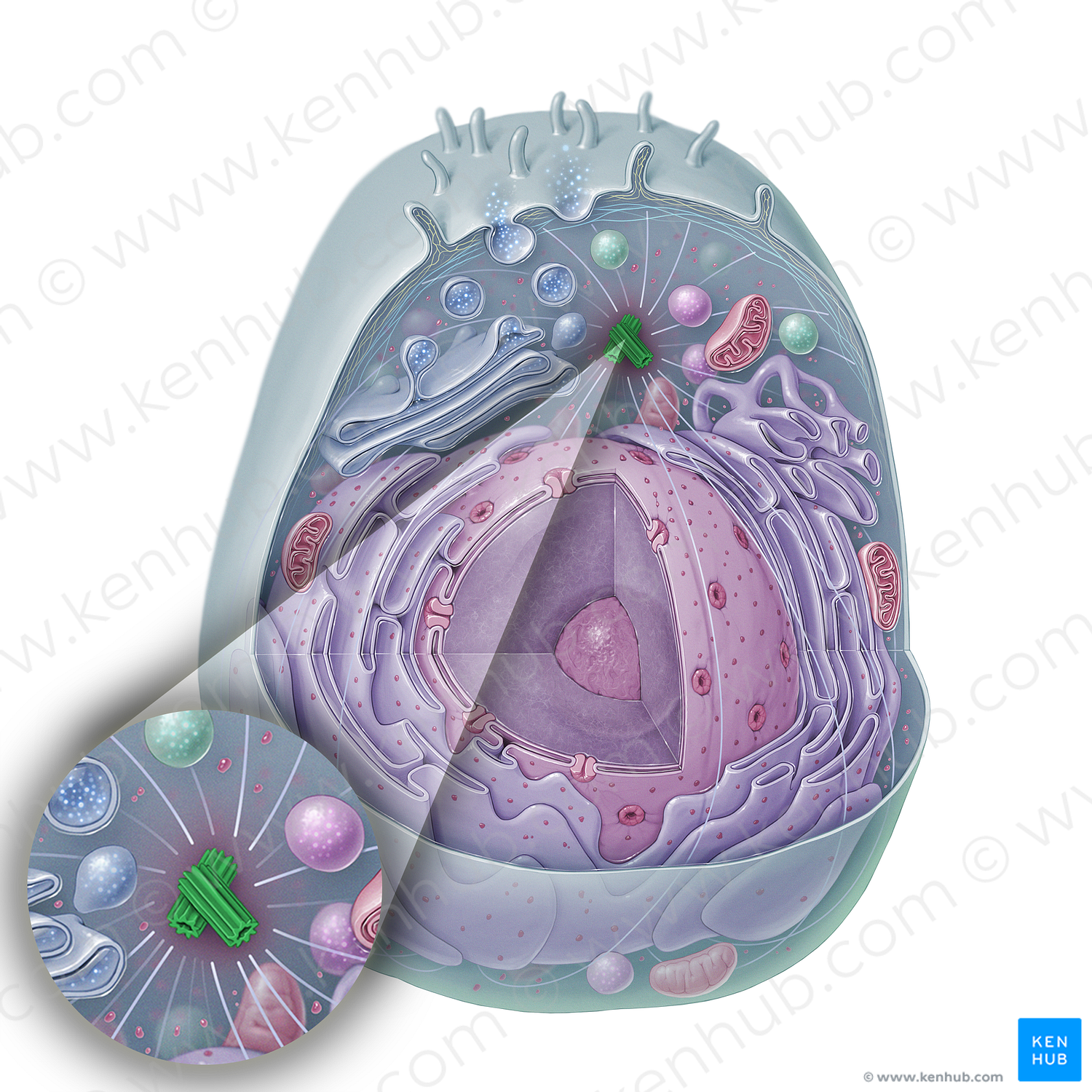 Centrosome (#15323)