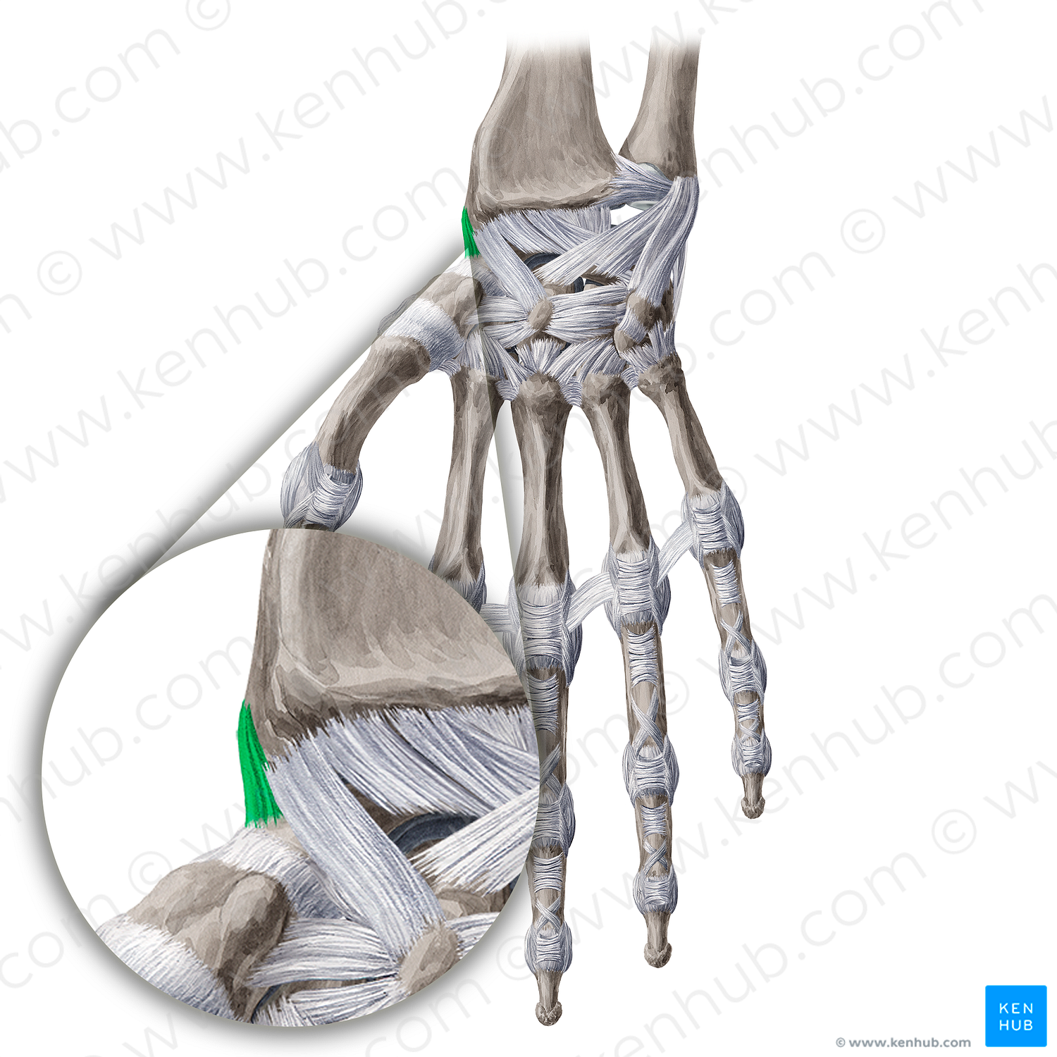 Radial collateral ligament of wrist joint (#4484) – Kenhub Image ...