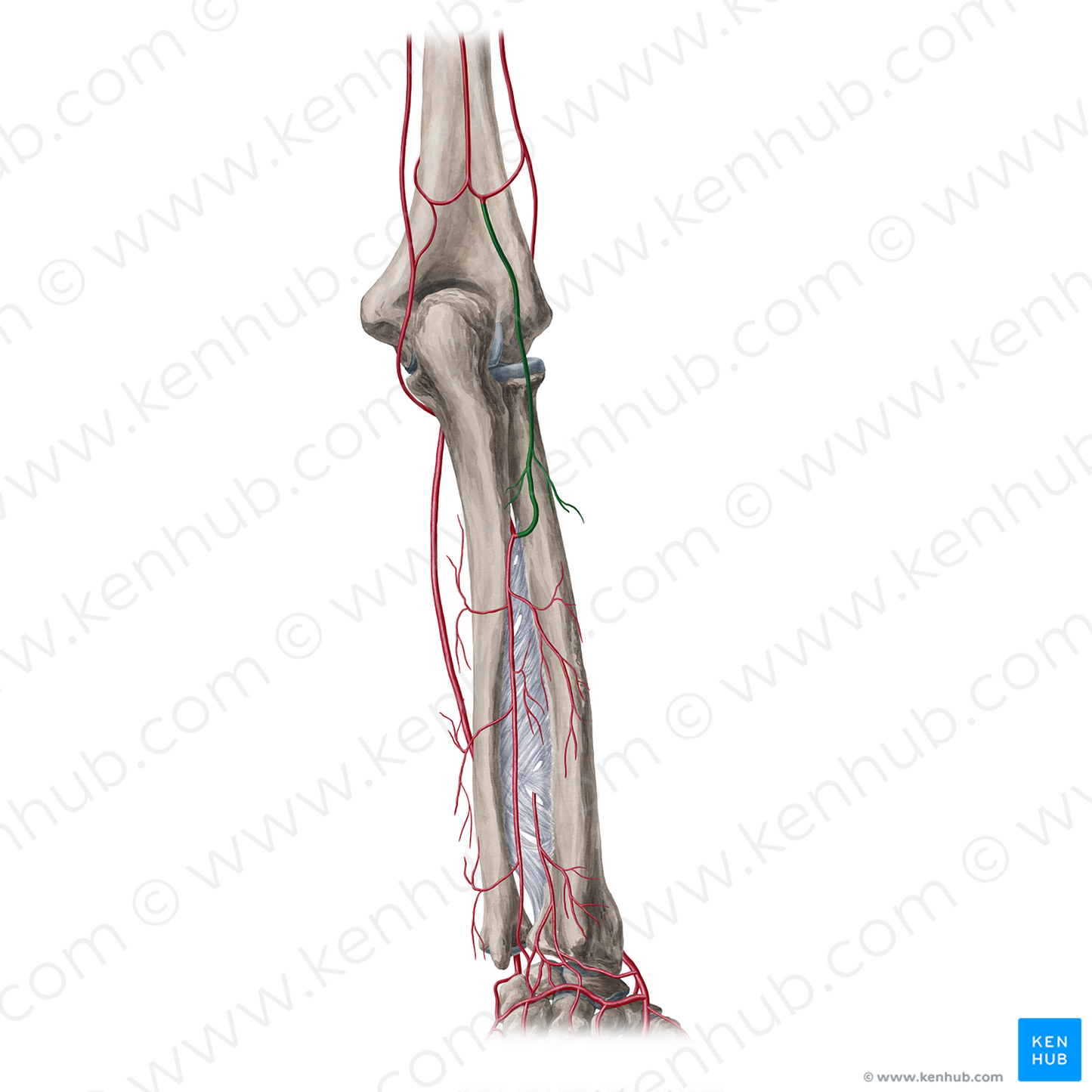 Recurrent interosseous artery (#18934)