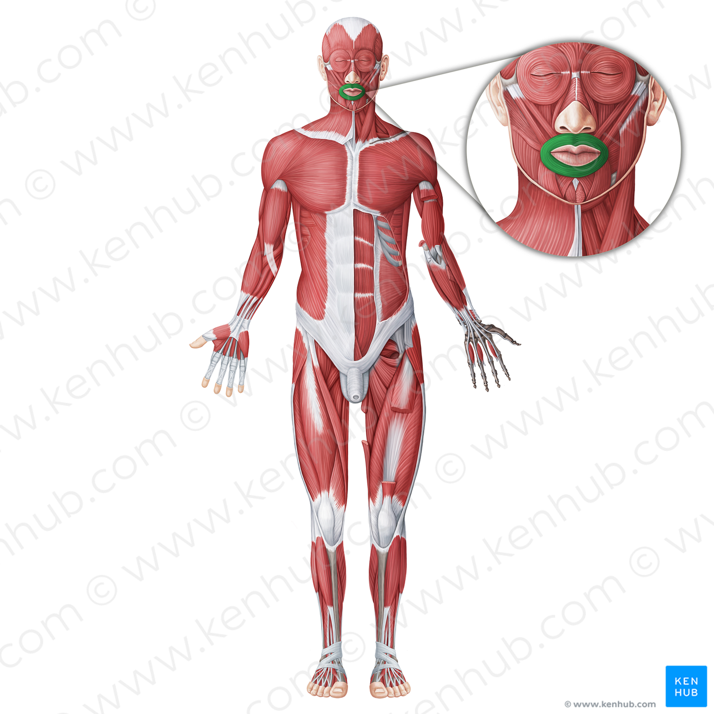 Orbicularis oris muscle (#18716)