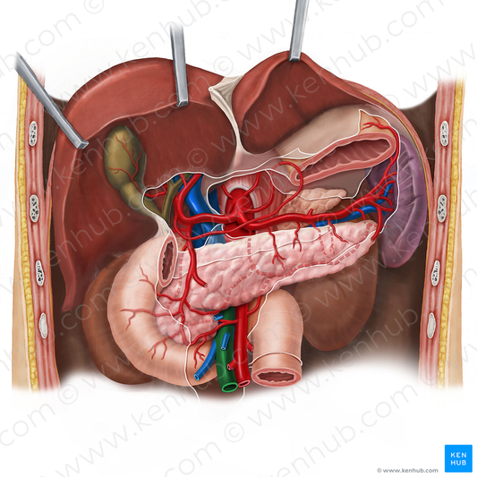 Superior mesenteric vein (#10431)