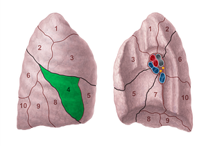 Lateral segment of right lung (#20691)