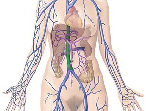 Inferior vena cava (#10055)