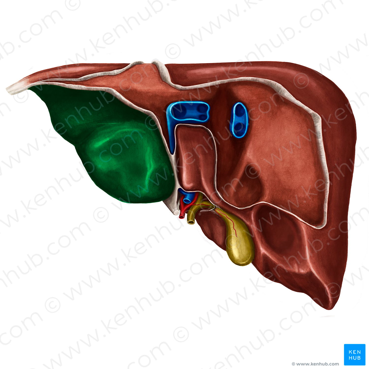Visceral surface of left lobe of liver (#4815)