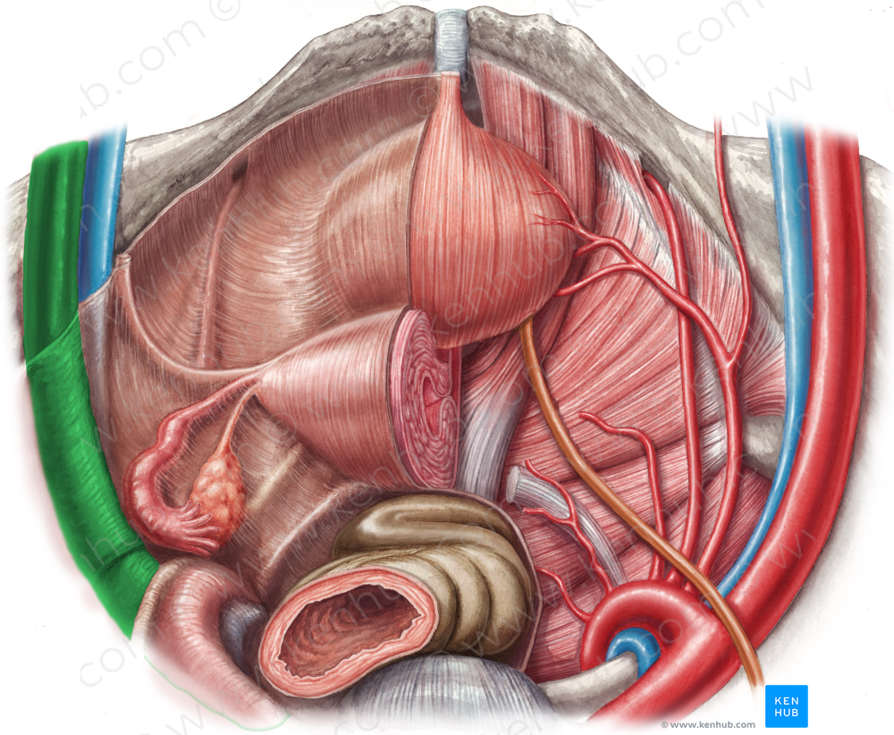 Left external iliac artery (#1413)