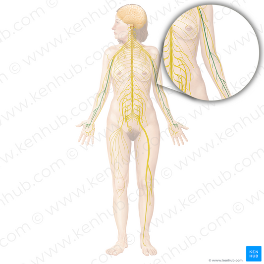 Median nerve (#6573)