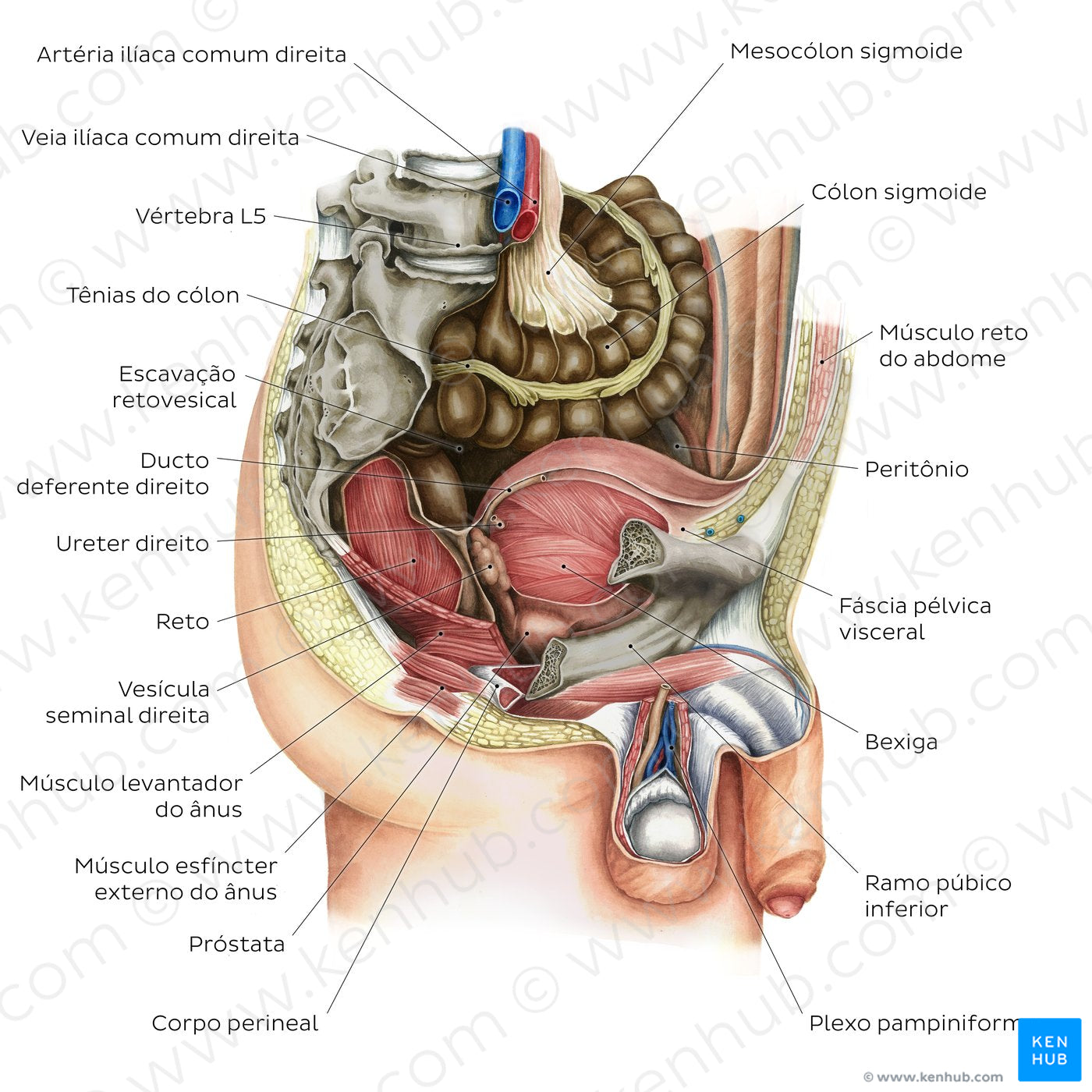 Male pelvic viscera and perineum (Portuguese)