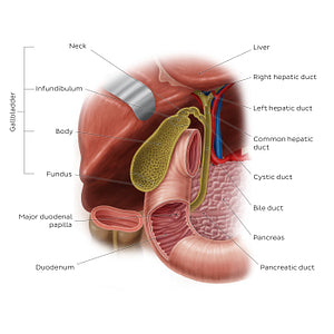 Gallbladder (English)