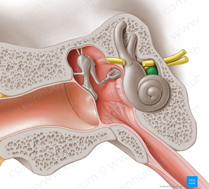 Cochlear nerve (#6354)