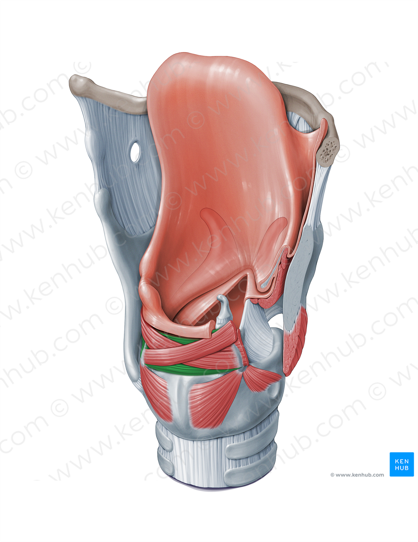 Transverse arytenoid muscle (#18333)