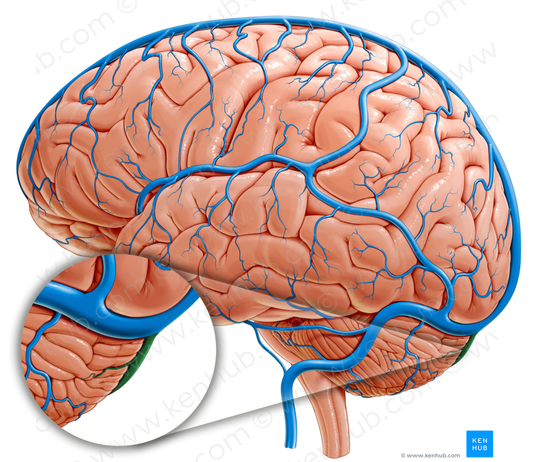 Occipital sinus (#9024)