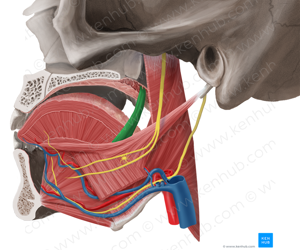 Palatoglossus muscle (#5700)