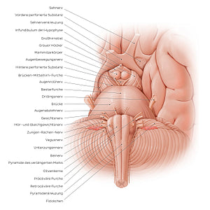 Anterior view of the brainstem (German)