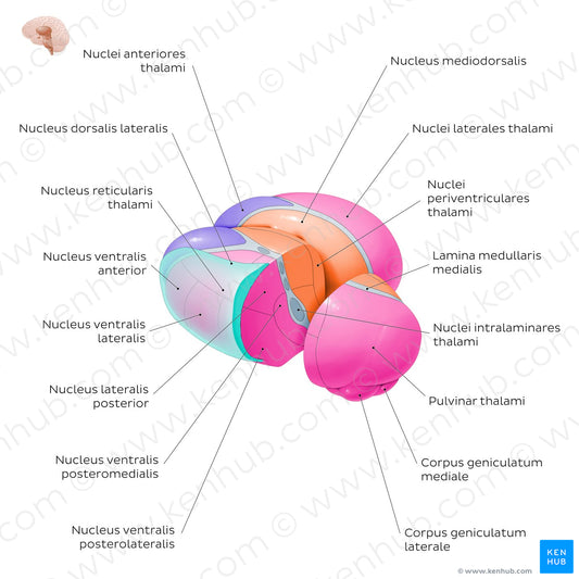 Thalamic nuclei (Latin)