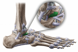 Talocalcaneal interosseous ligament (#11482)