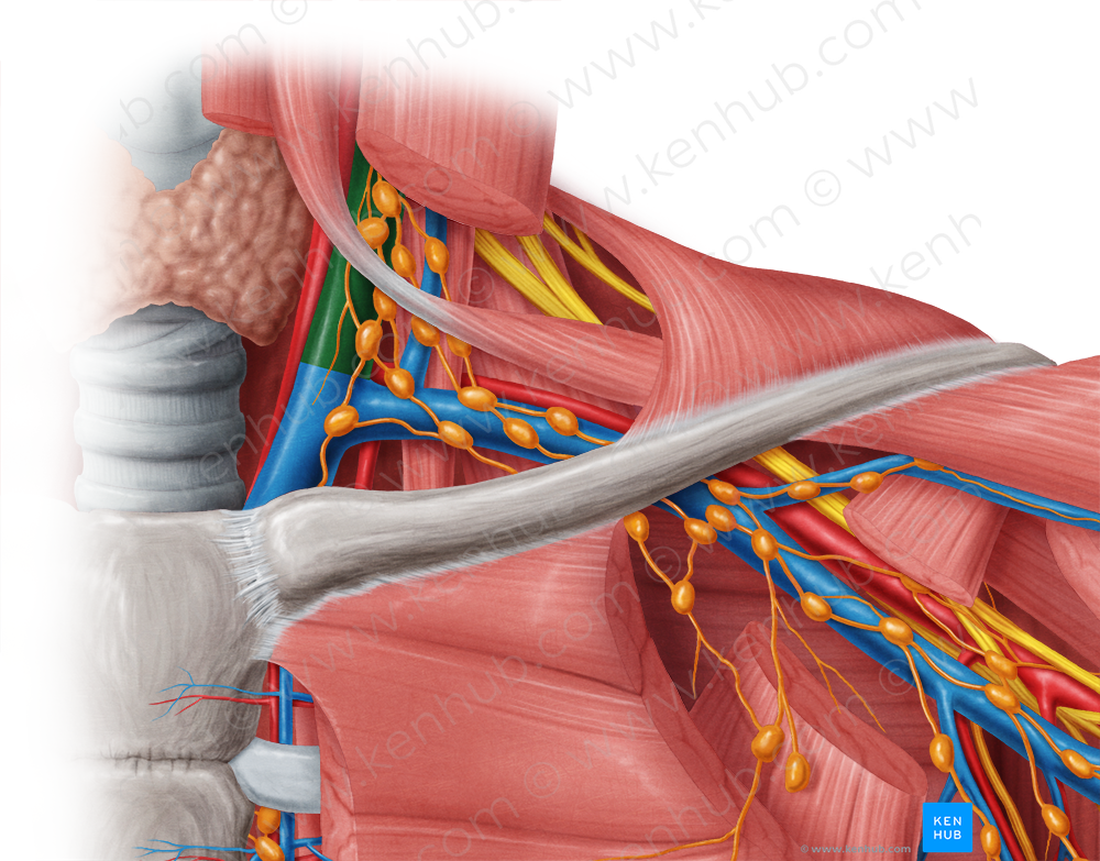 Internal jugular vein (#10361)