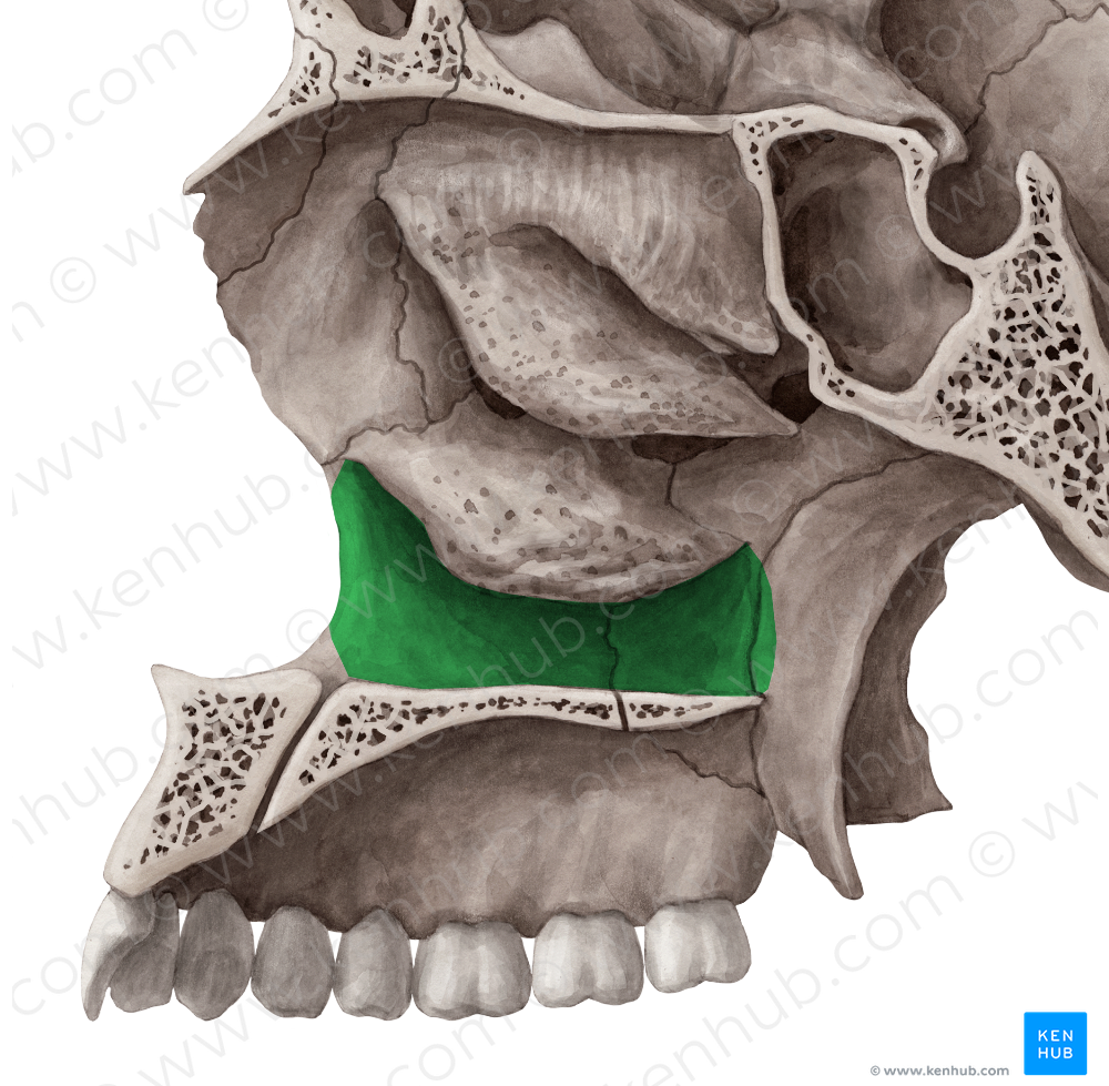 Inferior nasal meatus (#4986)