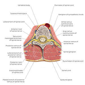 Spinal cord in situ (English)