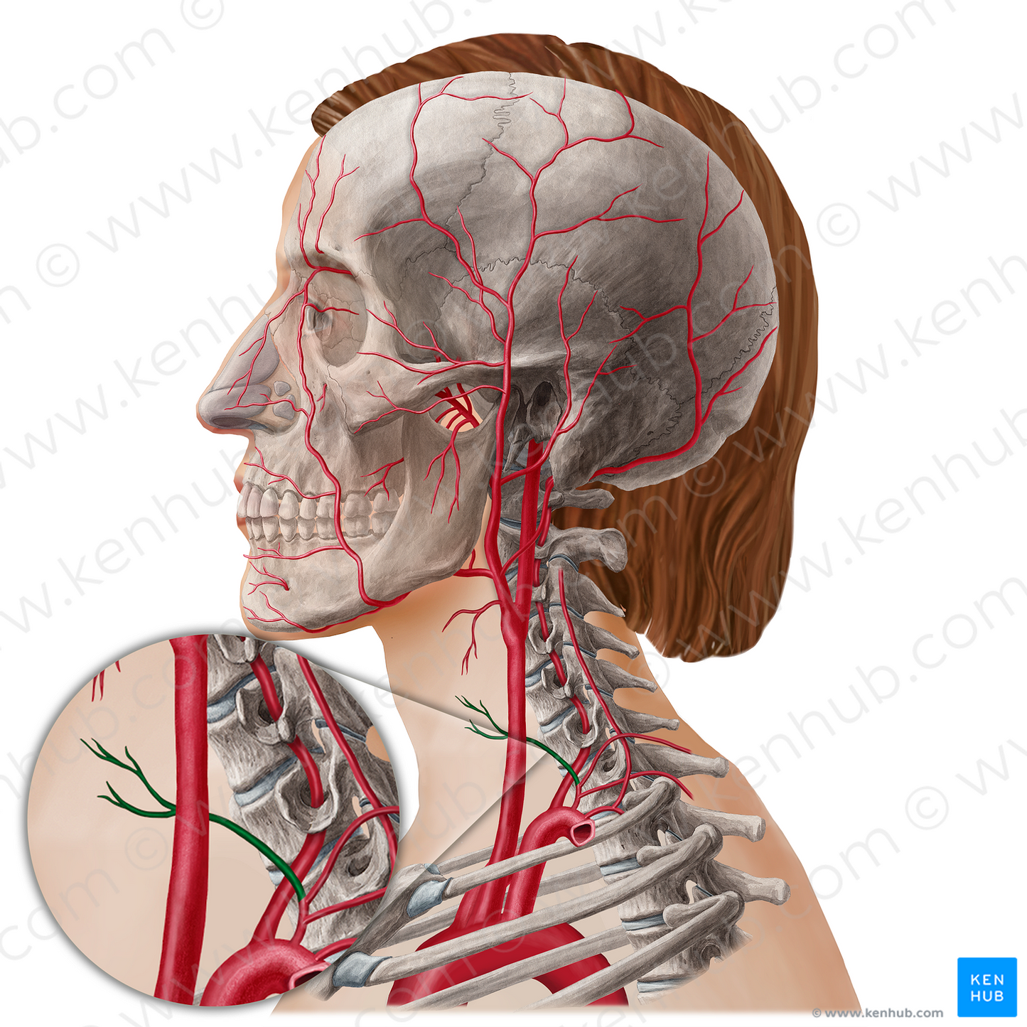 Inferior thyroid artery (#21790)