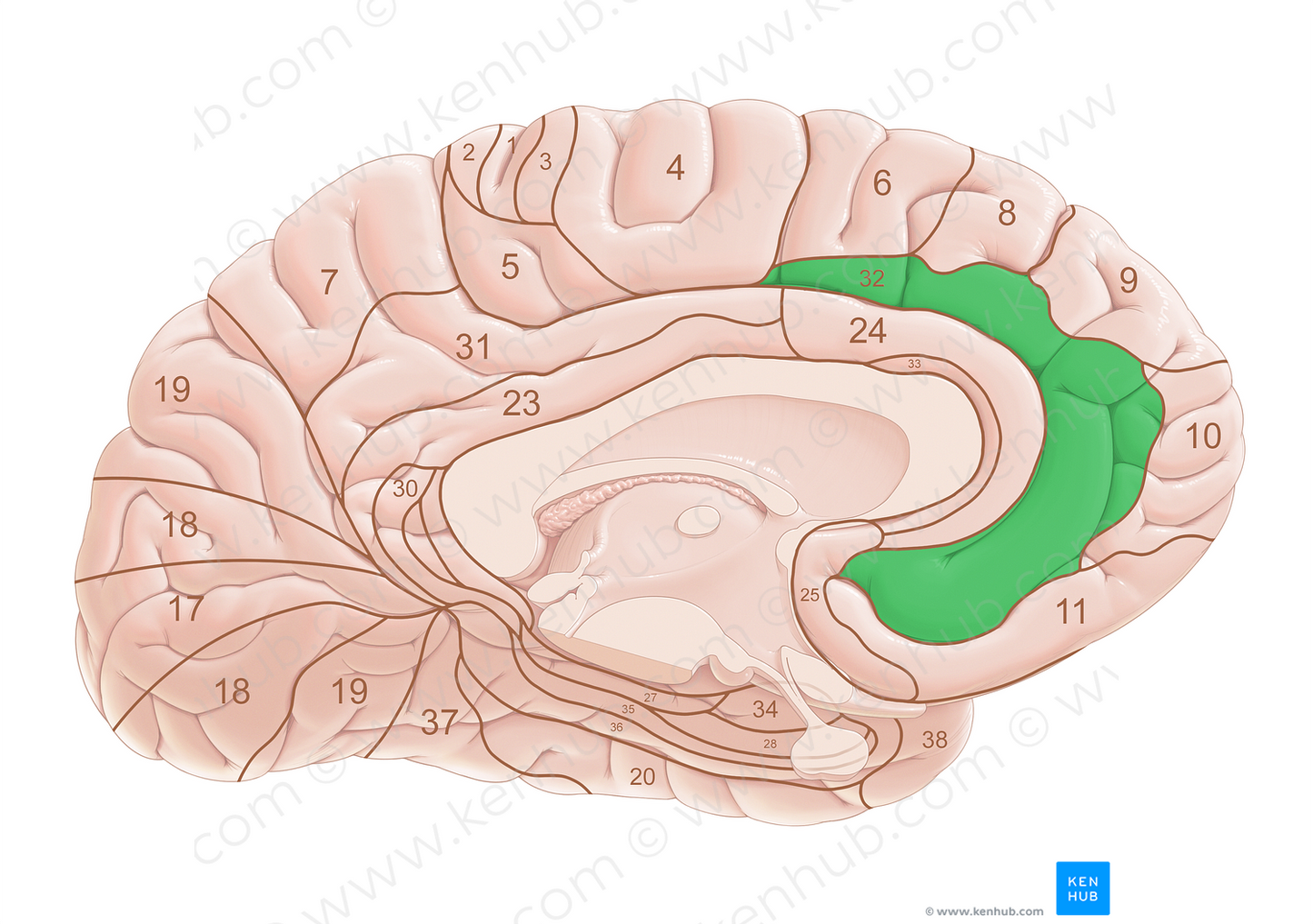 Brodmann area 32 (#18040)