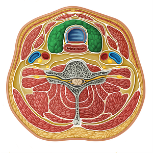 Thyroid gland (#17295)