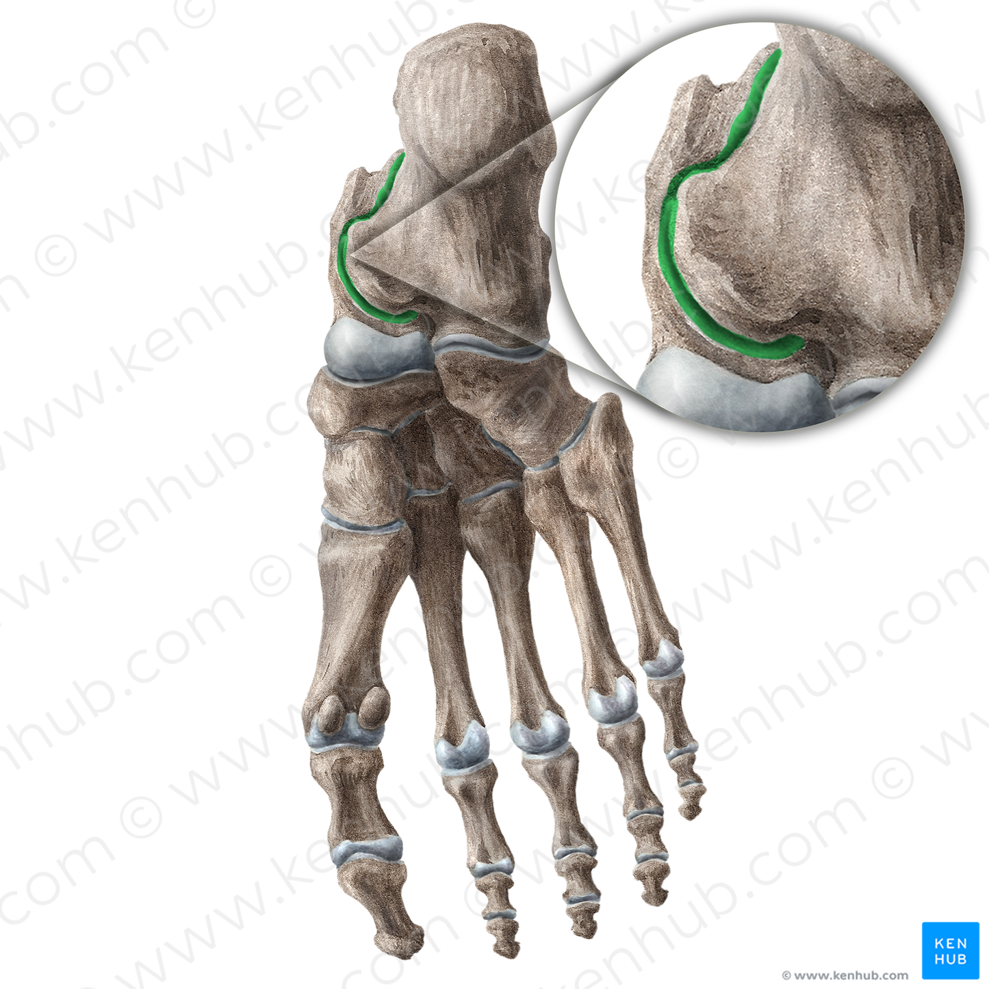 Subtalar joint (#21305)