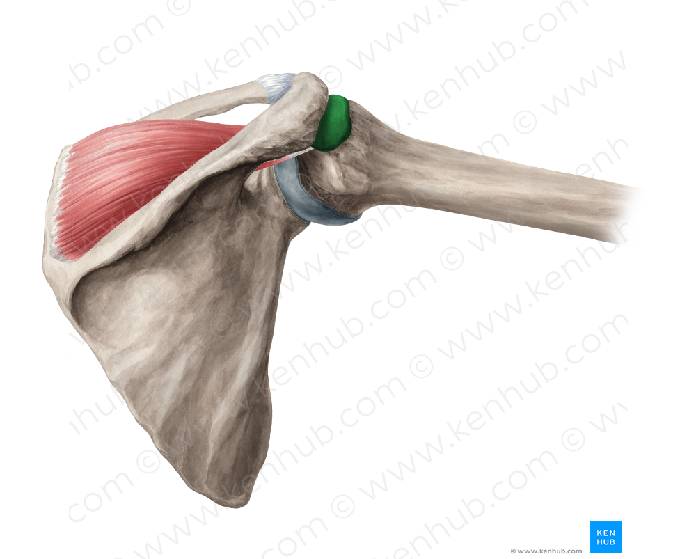 Subdeltoid & subacromial bursae (#2272)