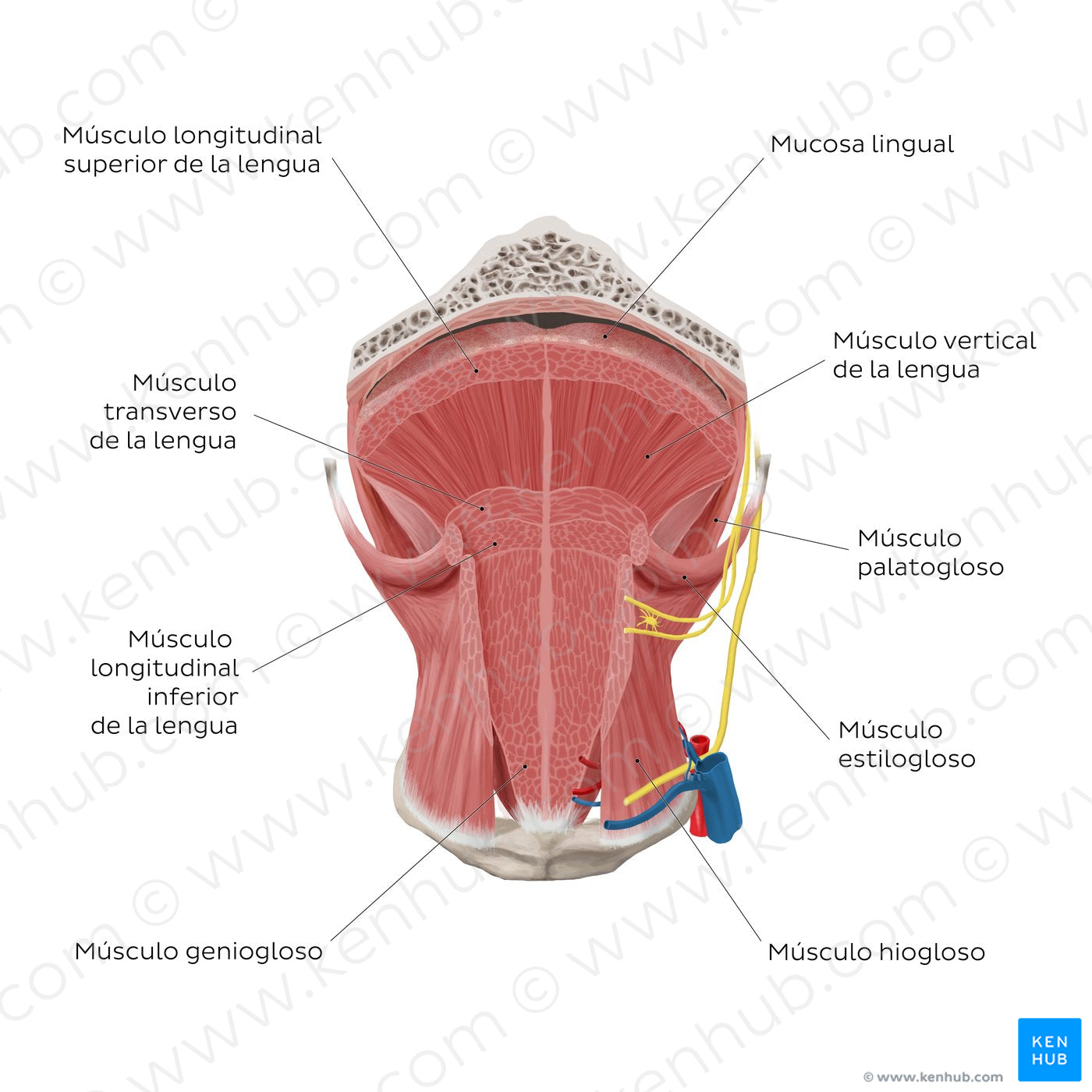 Muscles of the tongue: coronal section (Spanish)