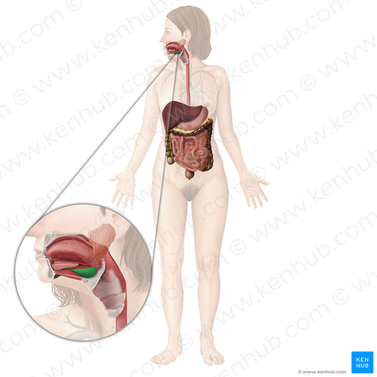 Submandibular gland (#4115)