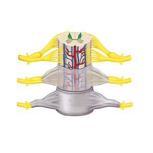 Posterior horn of spinal cord (#2867)