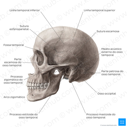 Skull (lateral view) (Portuguese)