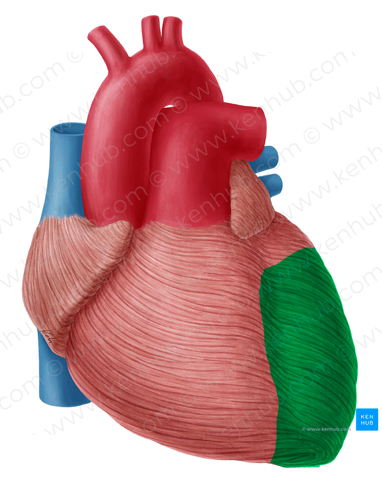 Left ventricle of heart (#10700)