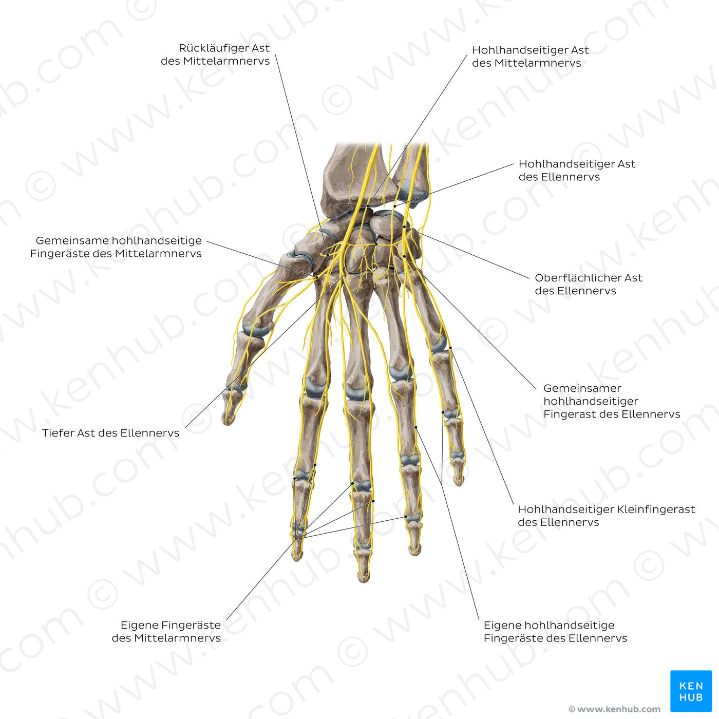 Nerves of the hand: Palmar view (German)