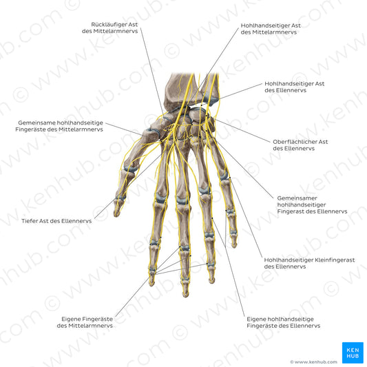 Nerves of the hand: Palmar view (German)