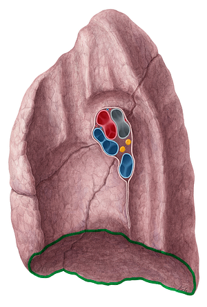 Inferior border of lung (#21470)